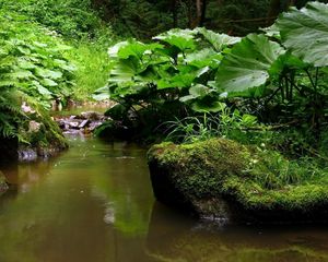 Preview wallpaper river, leaves, grass