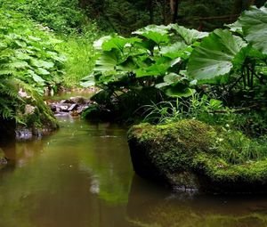 Preview wallpaper river, leaves, grass