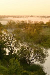 Preview wallpaper river, lowland, fog, trees