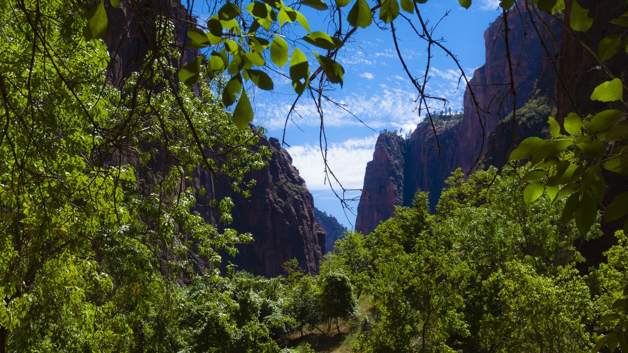 Wallpaper river, mountains, branches, stones, trees