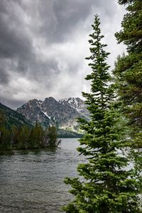 Preview wallpaper river, mountains, trees, pines, landscape