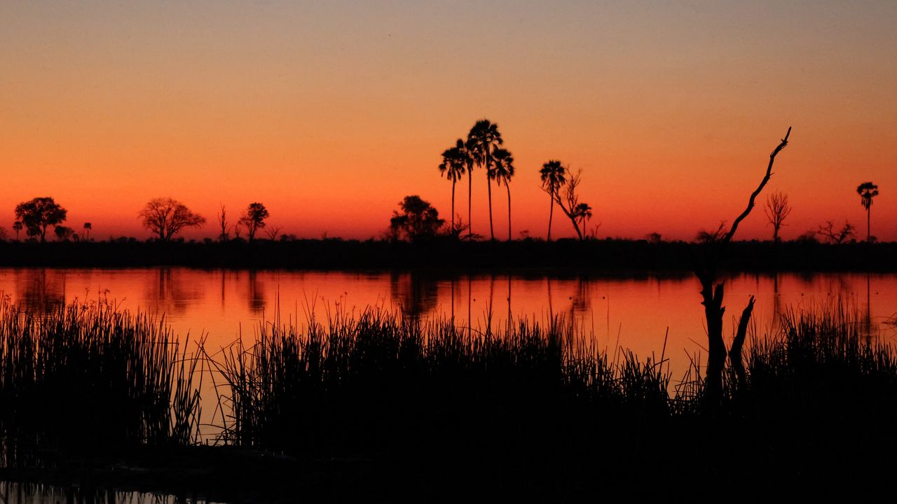 Wallpaper river, palm trees, grass, silhouettes, sunset, dark