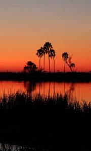 Preview wallpaper river, palm trees, grass, silhouettes, sunset, dark