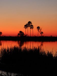 Preview wallpaper river, palm trees, grass, silhouettes, sunset, dark