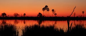Preview wallpaper river, palm trees, grass, silhouettes, sunset, dark