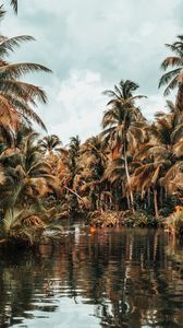 Preview wallpaper river, palm trees, tropics, nature, landscape