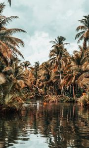 Preview wallpaper river, palm trees, tropics, nature, landscape
