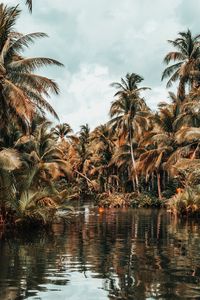 Preview wallpaper river, palm trees, tropics, nature, landscape