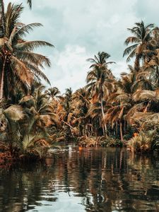Preview wallpaper river, palm trees, tropics, nature, landscape