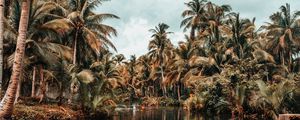 Preview wallpaper river, palm trees, tropics, nature, landscape