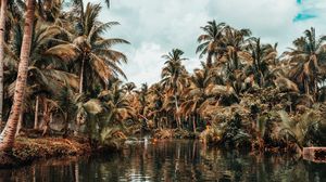 Preview wallpaper river, palm trees, tropics, nature, landscape