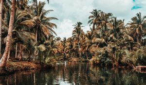 Preview wallpaper river, palm trees, tropics, nature, landscape