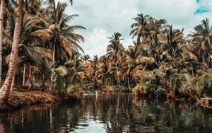 Preview wallpaper river, palm trees, tropics, nature, landscape