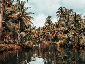 Preview wallpaper river, palm trees, tropics, nature, landscape