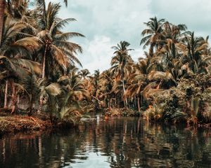 Preview wallpaper river, palm trees, tropics, nature, landscape