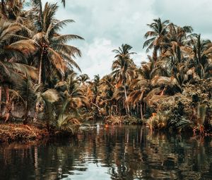 Preview wallpaper river, palm trees, tropics, nature, landscape