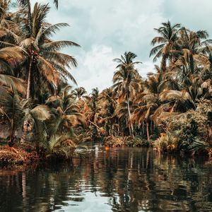 Preview wallpaper river, palm trees, tropics, nature, landscape