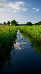 Preview wallpaper river, reeds, trees, nature, landscape