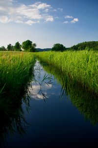 Preview wallpaper river, reeds, trees, nature, landscape