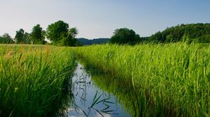 Preview wallpaper river, reeds, trees, nature, landscape