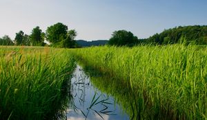 Preview wallpaper river, reeds, trees, nature, landscape