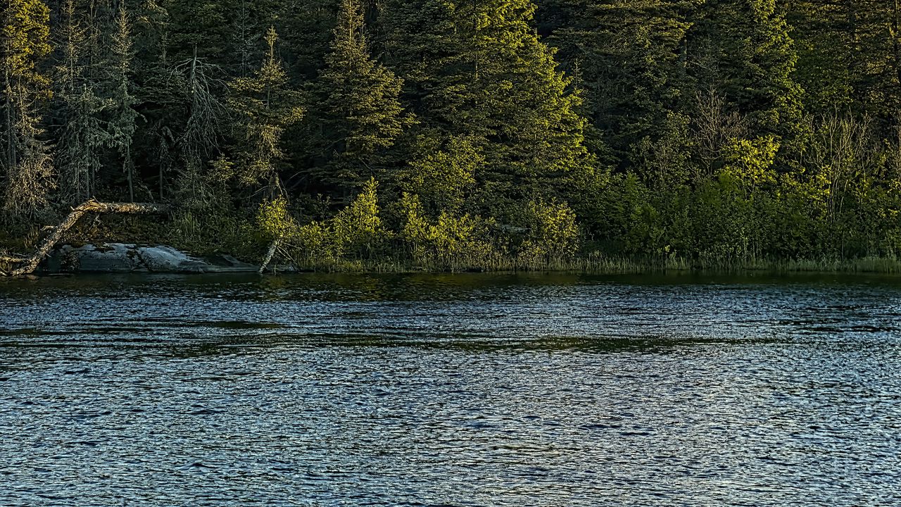 Wallpaper river, ripples, forest, nature, trees