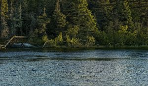 Preview wallpaper river, ripples, forest, nature, trees