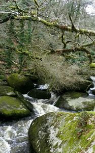 Preview wallpaper river, rocks, flowing, forest, nature