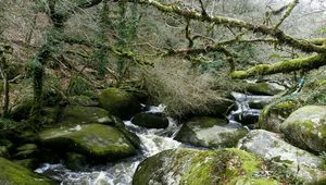 Preview wallpaper river, rocks, flowing, forest, nature