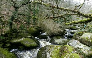 Preview wallpaper river, rocks, flowing, forest, nature