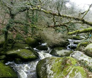 Preview wallpaper river, rocks, flowing, forest, nature