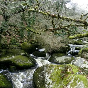 Preview wallpaper river, rocks, flowing, forest, nature