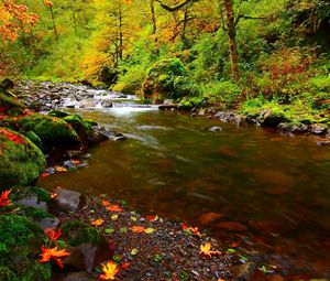Preview wallpaper river, rocks, leaves, autumn