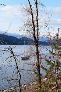 Preview wallpaper river, sailboat, trees, nature