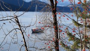 Preview wallpaper river, sailboat, trees, nature