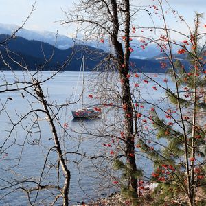 Preview wallpaper river, sailboat, trees, nature