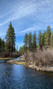 Preview wallpaper river, shore, bushes, trees, spring, nature