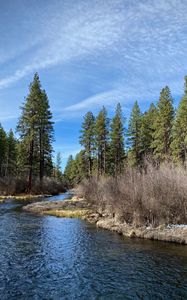 Preview wallpaper river, shore, bushes, trees, spring, nature