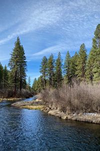Preview wallpaper river, shore, bushes, trees, spring, nature