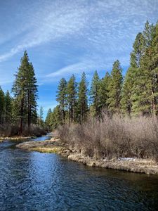 Preview wallpaper river, shore, bushes, trees, spring, nature