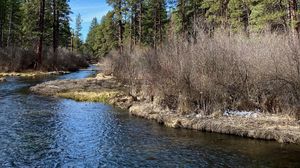 Preview wallpaper river, shore, bushes, trees, spring, nature