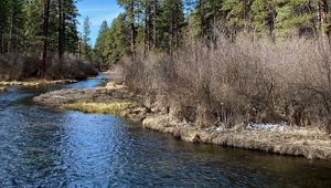 Preview wallpaper river, shore, bushes, trees, spring, nature