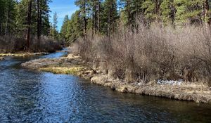 Preview wallpaper river, shore, bushes, trees, spring, nature