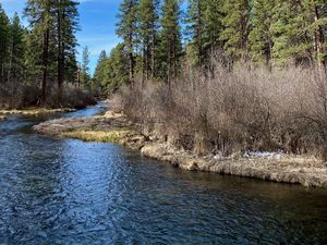 Preview wallpaper river, shore, bushes, trees, spring, nature