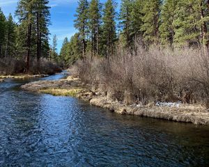 Preview wallpaper river, shore, bushes, trees, spring, nature