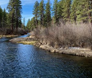 Preview wallpaper river, shore, bushes, trees, spring, nature