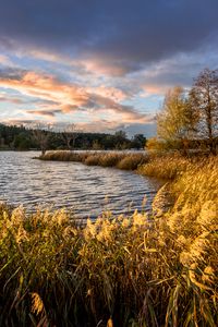 Preview wallpaper river, shore, grass, landscape, nature, trees