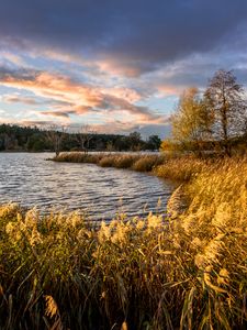 Preview wallpaper river, shore, grass, landscape, nature, trees