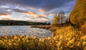 Preview wallpaper river, shore, grass, landscape, nature, trees