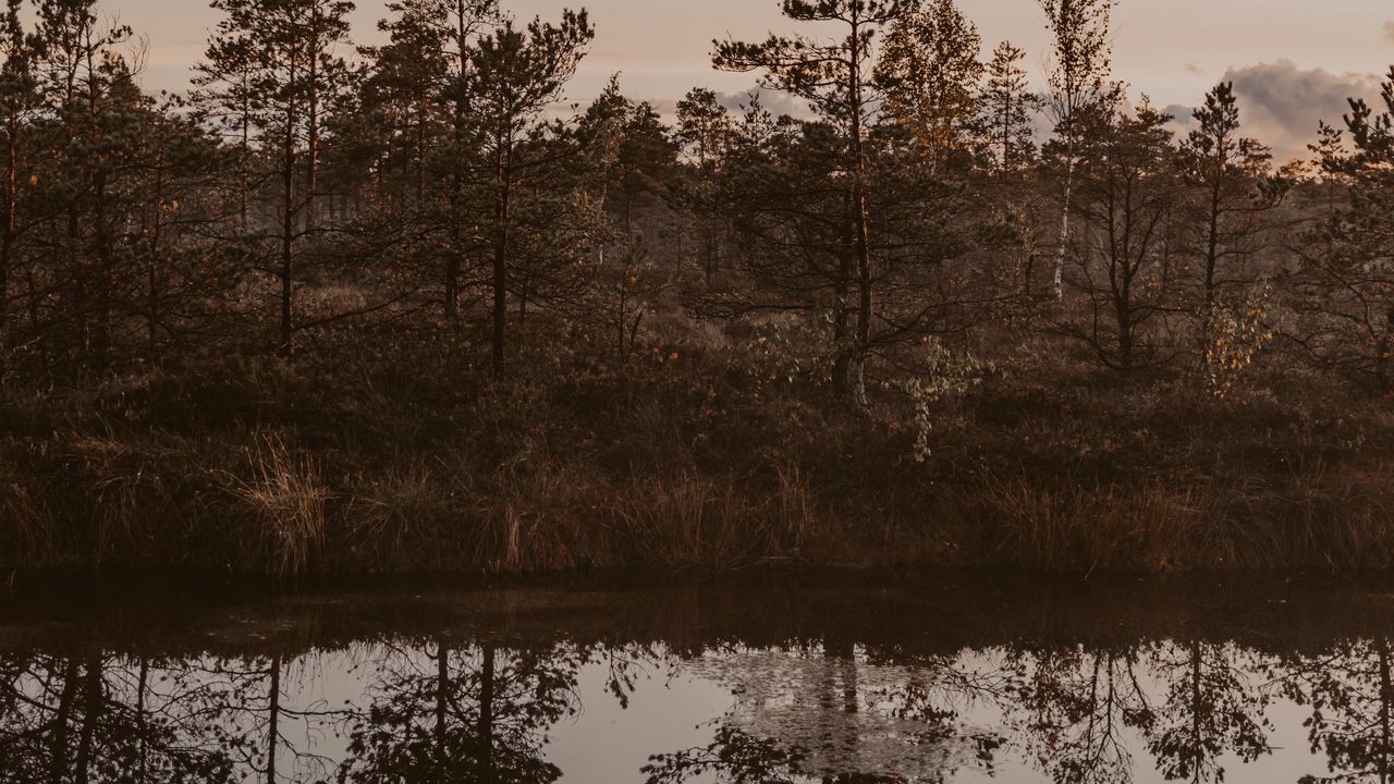 Wallpaper river, shore, trees, reflection, landscape